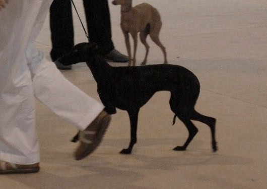 CH. Nubiad Darlin'saffronah