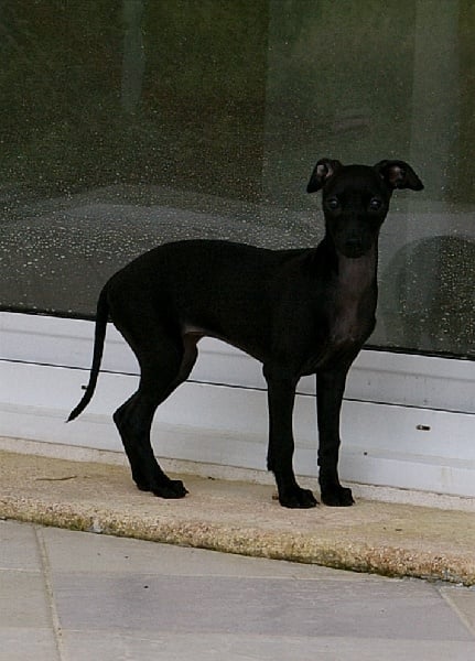 CH. Nubiad Darlin'saffronah