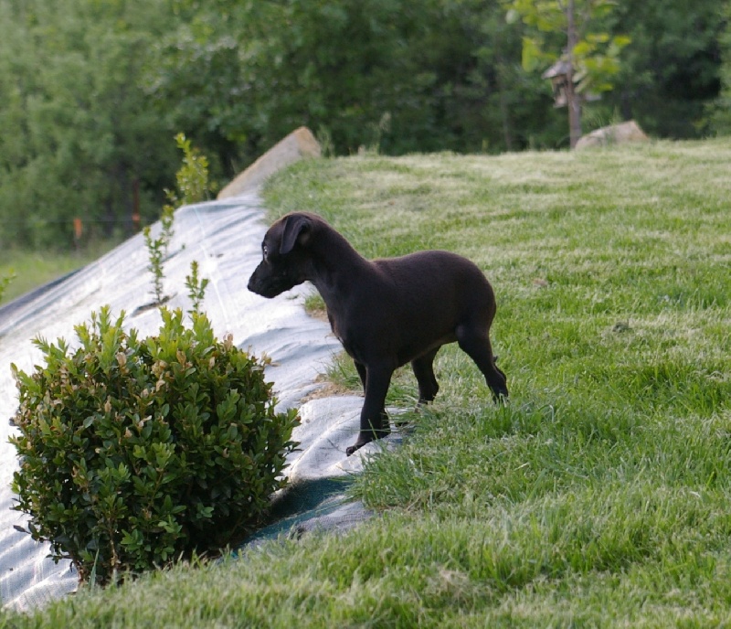 CH. Nubiad Darlin'saffronah