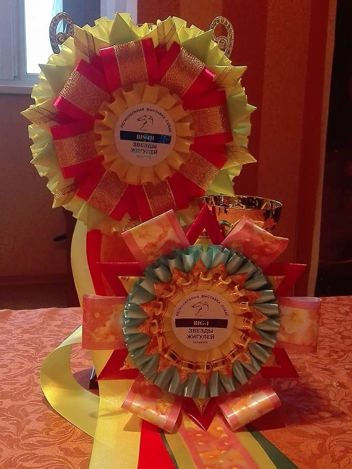 CH. Nubiad Loverly trussardi - CW CAC BOB BOG#1 BIS#3