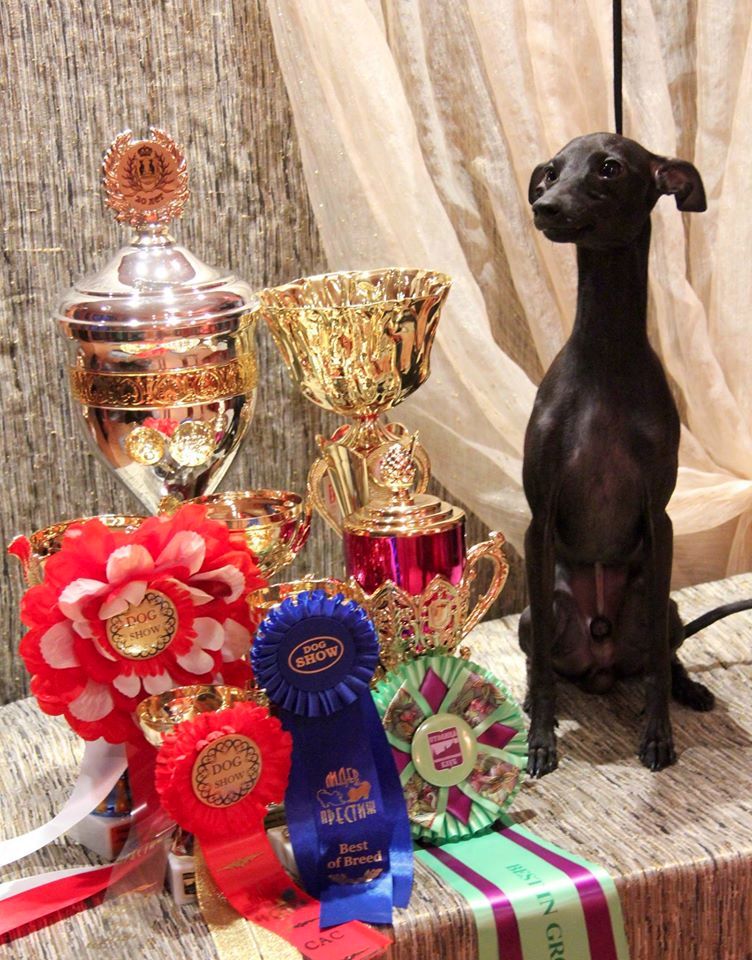 CH. Nubiad Loverly trussardi - CW CAC BOB BOG#1 BIS#2