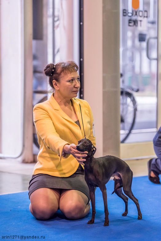 CH. Nubiad Loverly trussardi - CW CAC BOB BOG#1