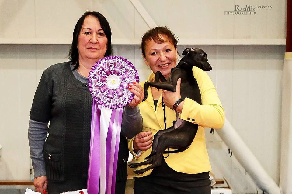 CH. Nubiad Loverly trussardi - CW CAC BOB BOG#1 BIS