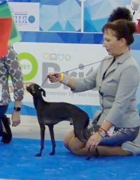 CH. Nubiad Loverly trussardi - Class Winner CACIB BOS