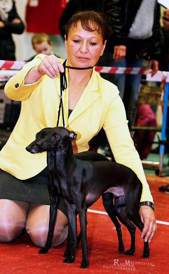 CH. Nubiad Loverly trussardi - Best Brace in Breed with Angelo Celeste Zemma Zeories