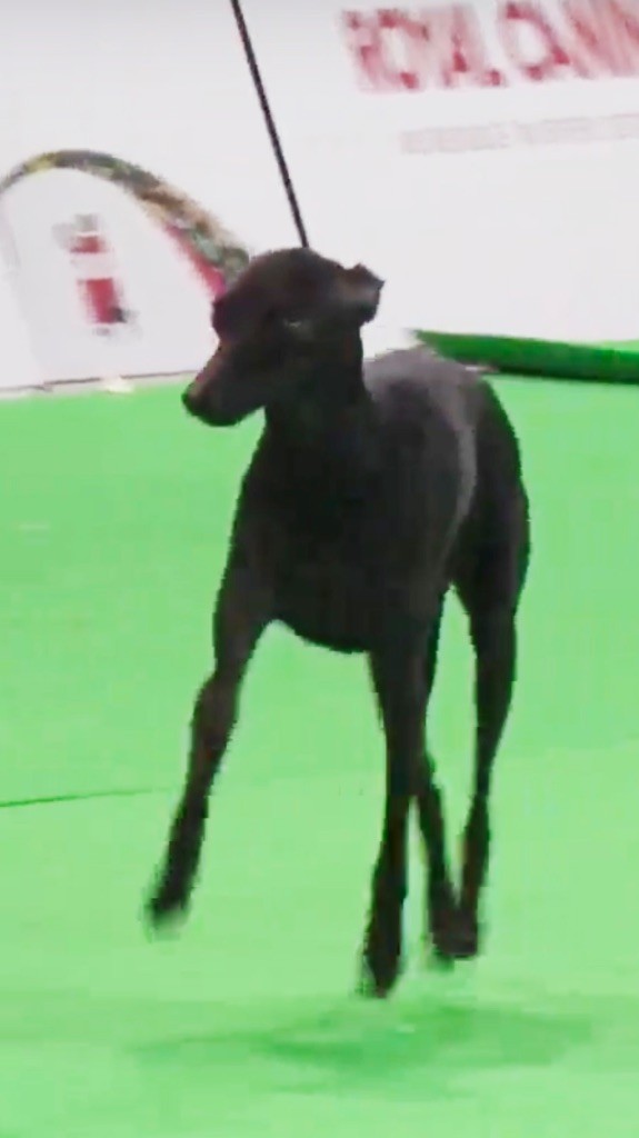 CH. Nubiad Loverly trussardi - CW Cert BOB