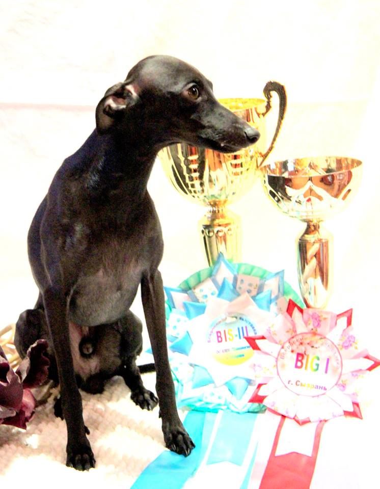 CH. Nubiad Loverly trussardi - CW BOB BOG#1 BIS#3