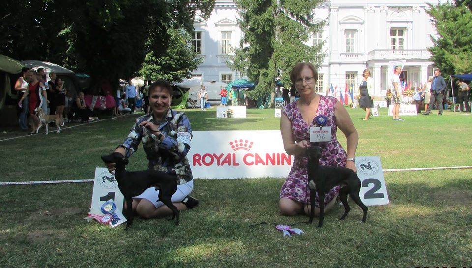 CH. Nubiad Loverly trussardi - CW Specialty CAC, BOS, Central Euro Sighthound Winner 2017