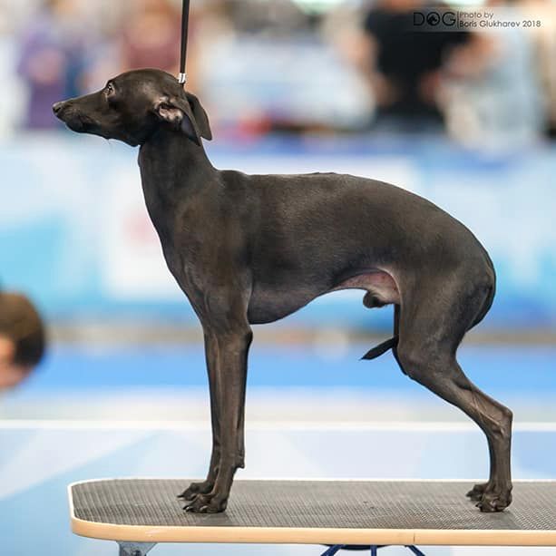 CH. Nubiad Loverly trussardi - CW CAC CACIB BOB BOG#4