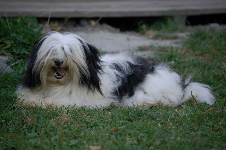 Publication : Du printemps des olivets Auteur : christelle grand