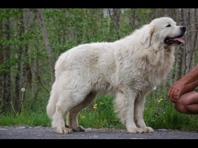 Publication : Du printemps des olivets