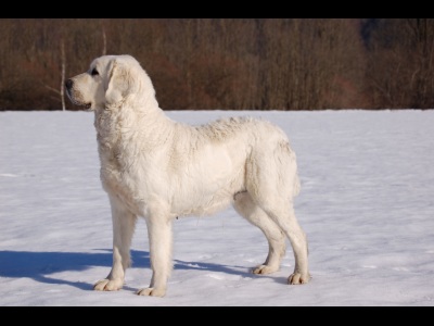 Publication : Du printemps des olivets Auteur : Christelle GRAND