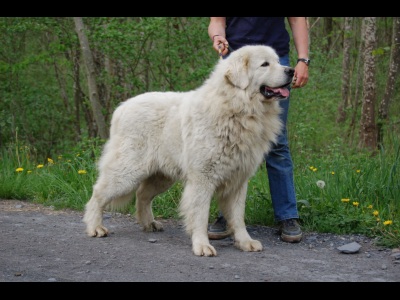 Publication : Du printemps des olivets