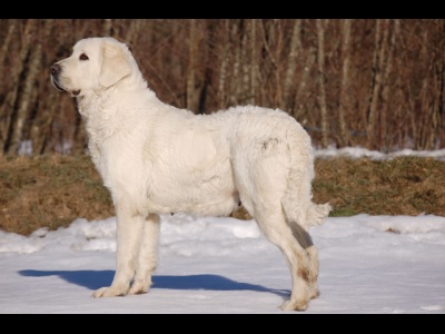 Publication : Du printemps des olivets Auteur : Christelle GRAND