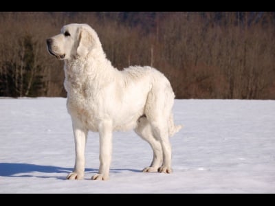 Publication : Du printemps des olivets Auteur : Christelle GRAND