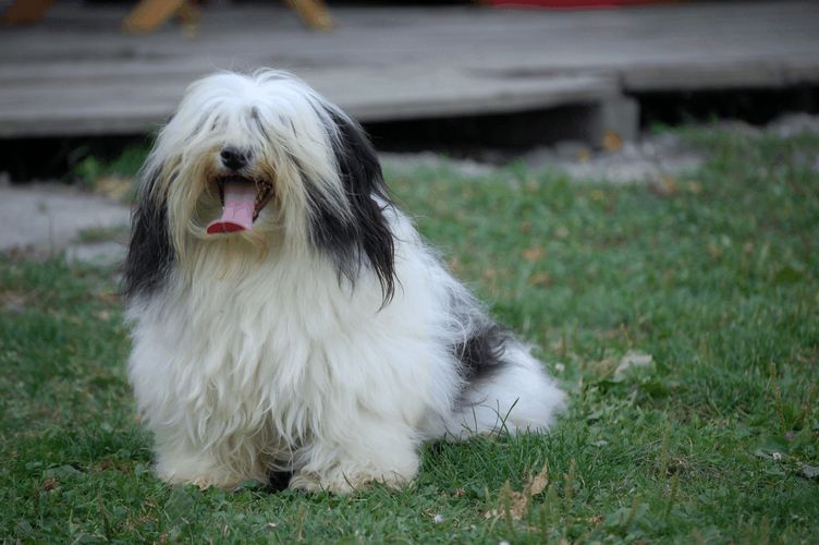 Publication : Du printemps des olivets Auteur : christelle grand