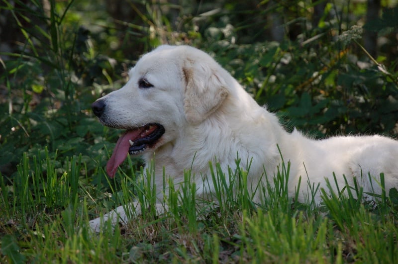 Publication : Du printemps des olivets