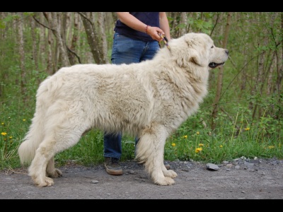 Publication : Du printemps des olivets