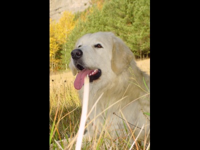 Publication : Du printemps des olivets