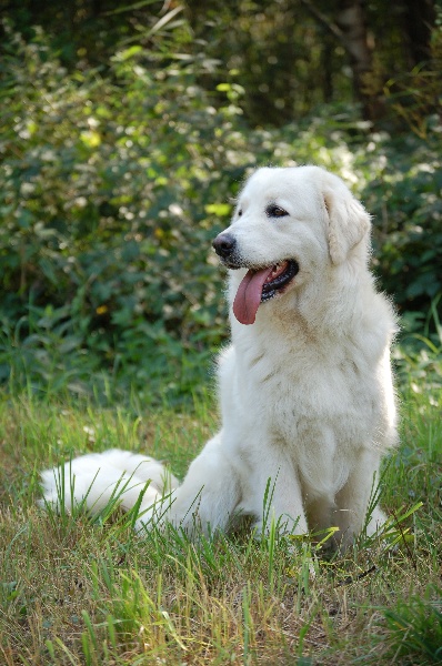 Publication : Du printemps des olivets