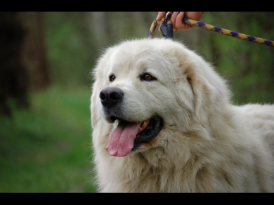 Publication : Du printemps des olivets