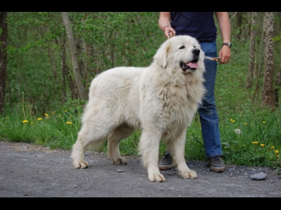 Publication : Du printemps des olivets