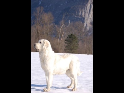 Publication : Du printemps des olivets Auteur : Christelle GRAND