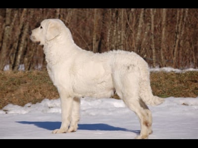 Publication : Du printemps des olivets Auteur : Christelle GRAND