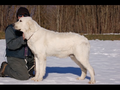 Publication : Du printemps des olivets Auteur : Christelle GRAND