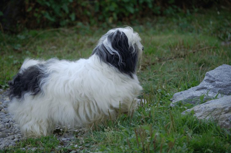 Publication : Du printemps des olivets Auteur : christelle grand