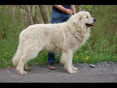 Publication : Du printemps des olivets