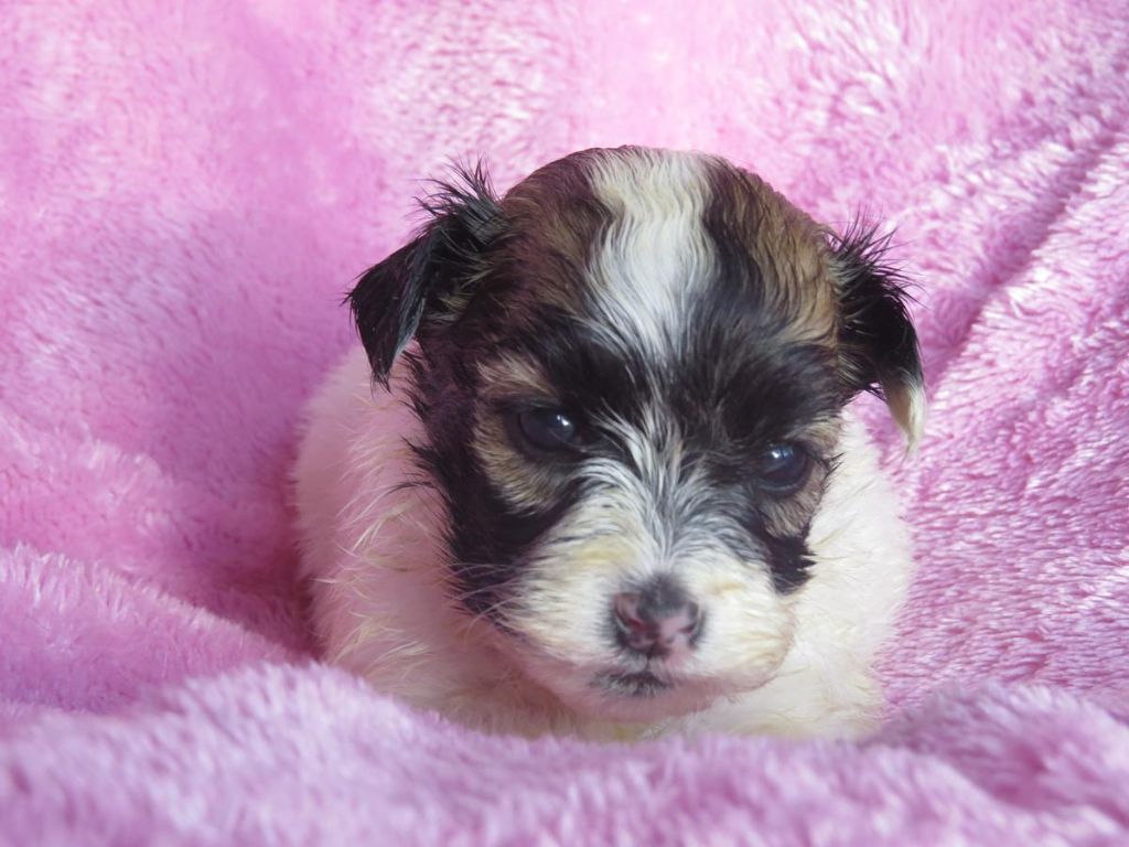 CHIOT 2