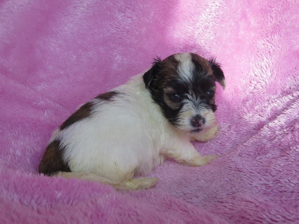 CHIOT 2
