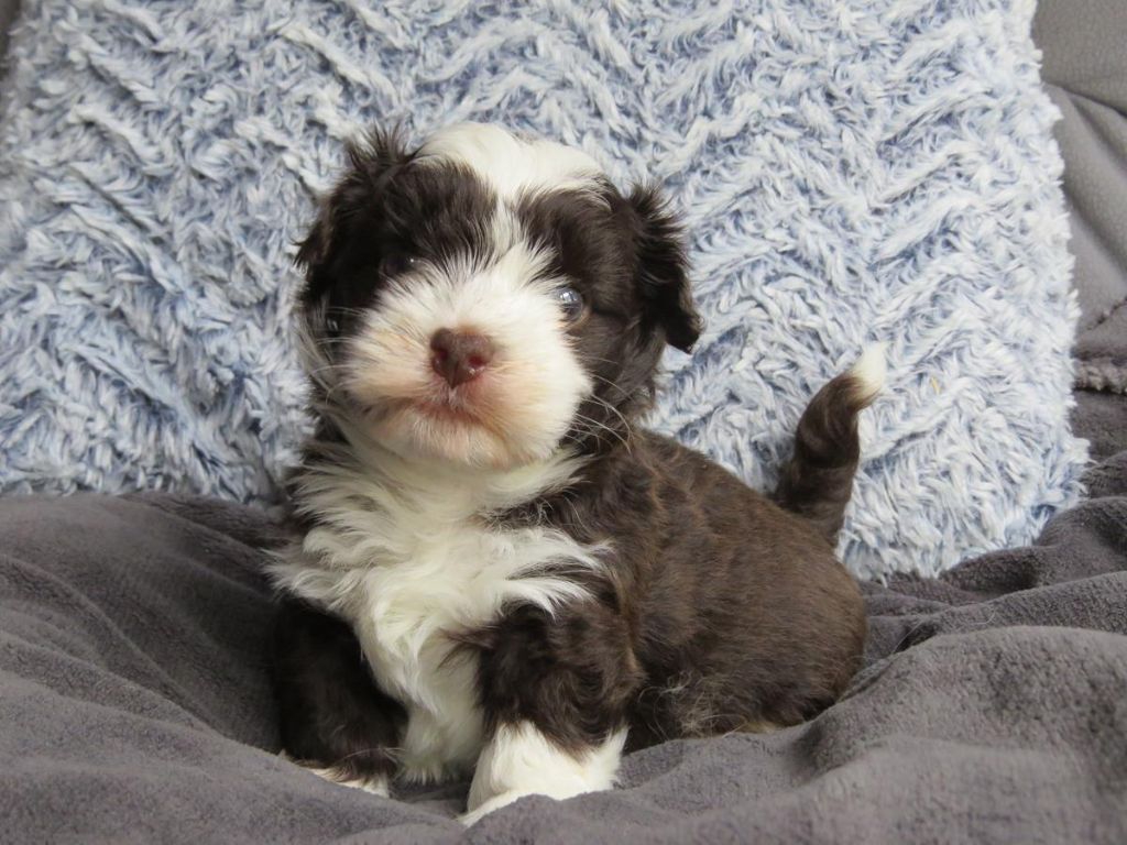 CHIOT 1