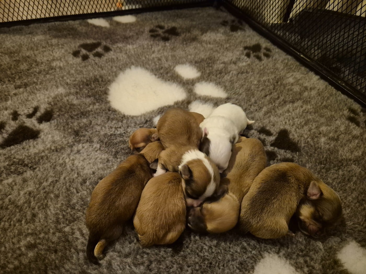 Bichon Havanais - Du printemps des olivets