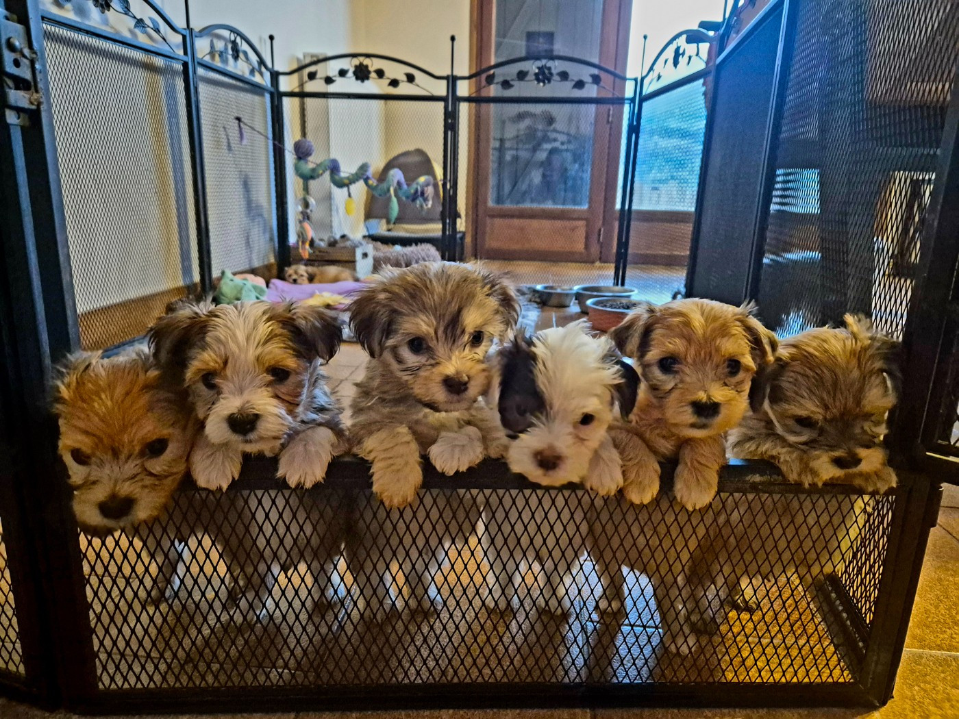 Bichon Havanais - Du printemps des olivets