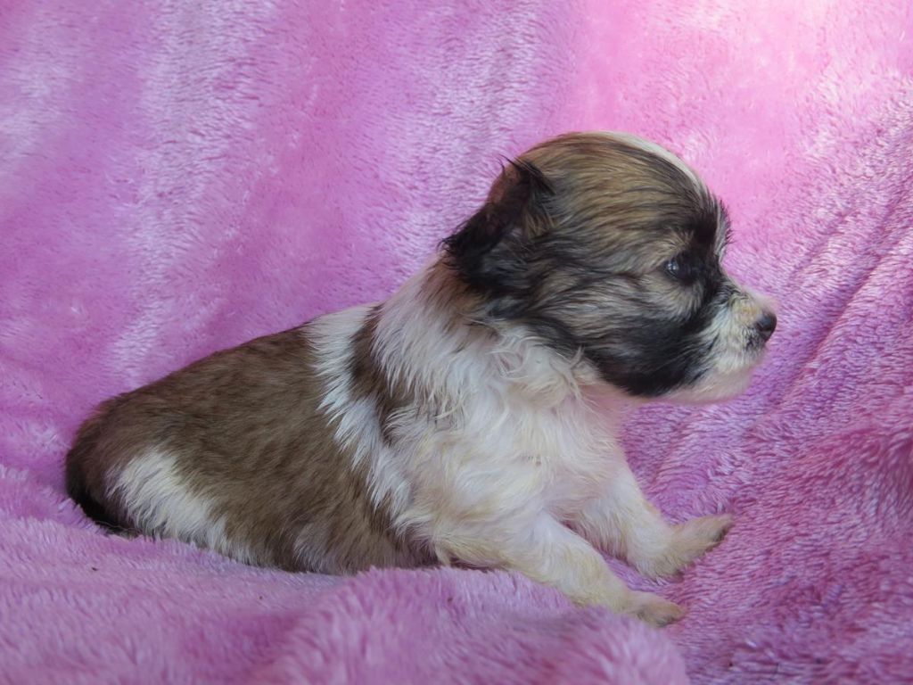 CHIOT 5