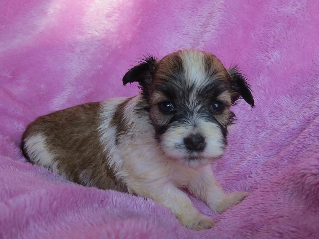 CHIOT 5