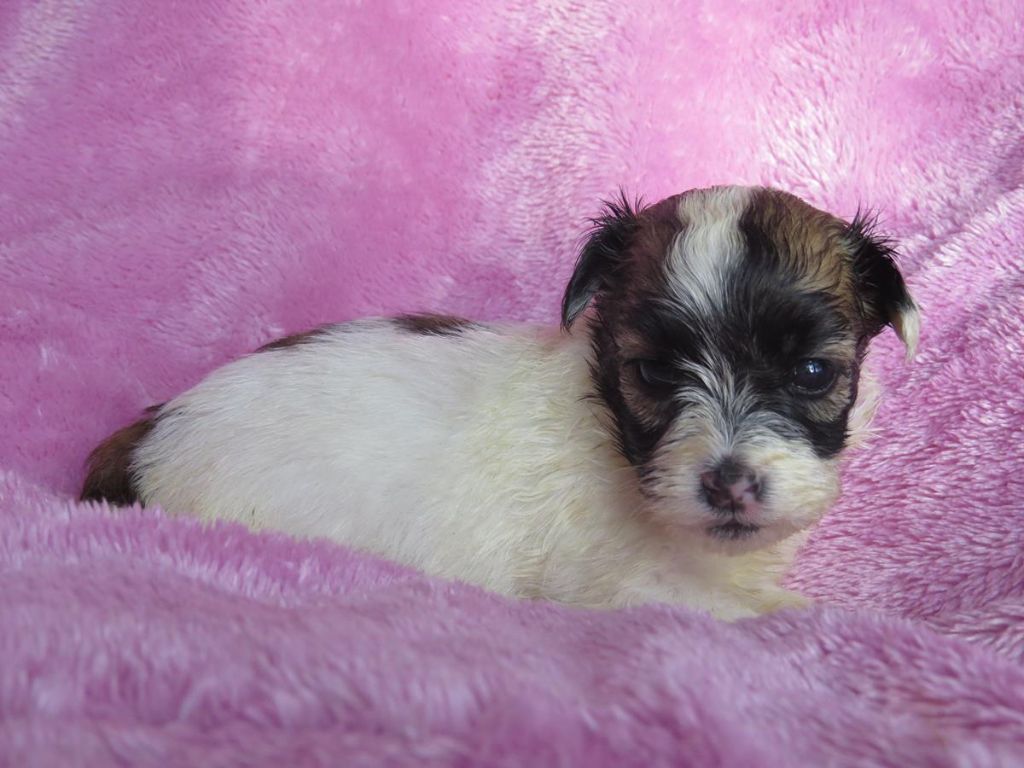 CHIOT 2