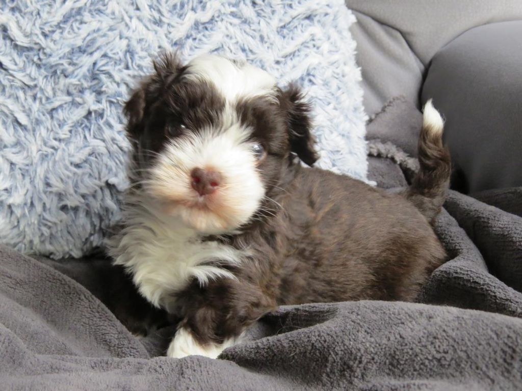 CHIOT 1