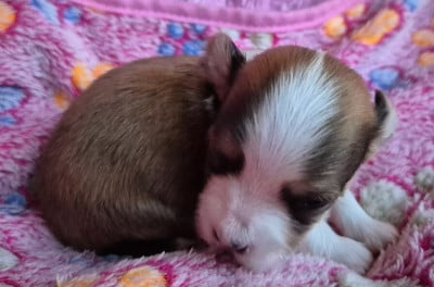 Les chiots de Bichon Havanais
