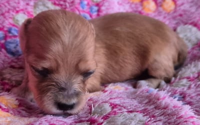 Les chiots de Bichon Havanais