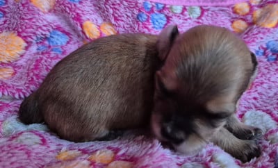 Les chiots de Bichon Havanais