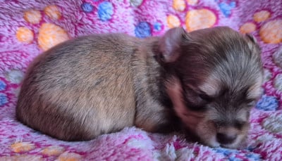 Les chiots de Bichon Havanais