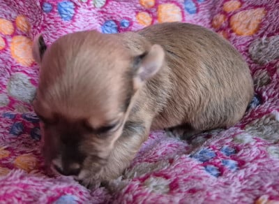 Les chiots de Bichon Havanais