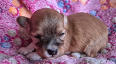 Les chiots de Bichon Havanais