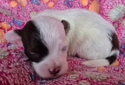 Les chiots de Bichon Havanais