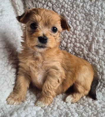 Les chiots de Bichon Havanais