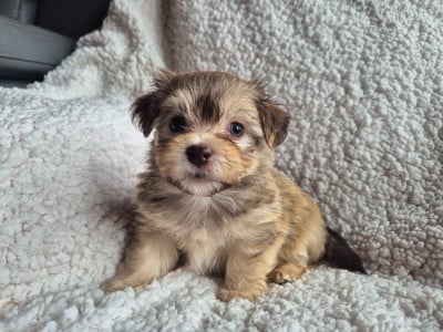 Les chiots de Bichon Havanais