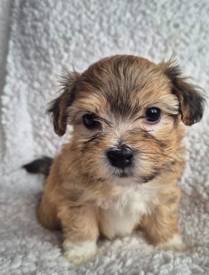 Les chiots de Bichon Havanais